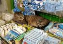Shop Cat: Ermoupoli